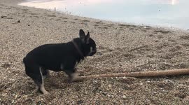 French bulldog trying to get huge stick