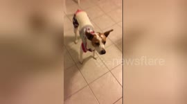 Newsflare Edit - Cute Doggy Outfit