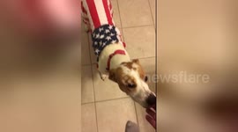 Newsflare Edit - America Dog