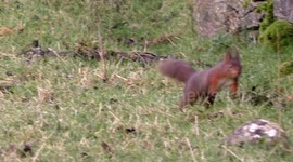 Red Squirrel bouncing down a field in slow motion