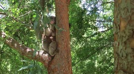 Koala in hot weather is given food and drink in backyard Australia