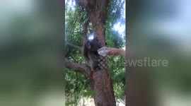 Newsflare Edit - Thirsty Koala in Australian Backyard