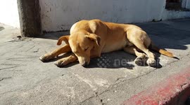 Yellow dog sleeping in Antigua Guatemala