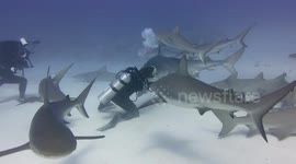 Diver turns huge tiger shark on her head