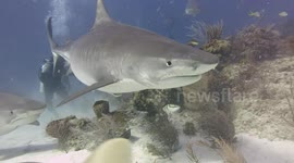 Two tiger sharks one bites at camera