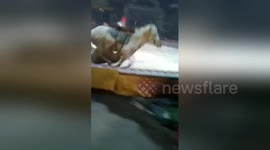 Shocking footage shows lion and tiger maul circus horse