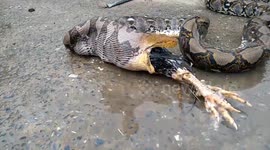 Massive python regurgitates farmer's rooster