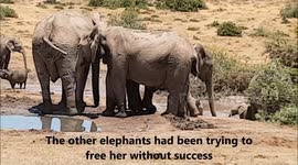 Rangers forced to free baby elephant from mud hole