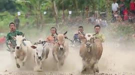 Thrilling footage of Sumatran cow race among the paddy fields