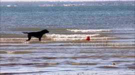 Bouncy barking dog in the surf