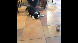 BORDER COLLIE PUPPY MEETS BB8 ROBOT