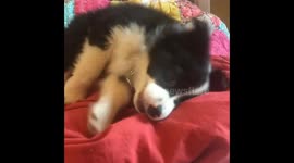 BORDER COLLIE PUPPY ROLLS OFF BED