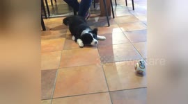 Newsflare Edit - BORDER COLLIE PUPPY MEETS BB8 ROBOT