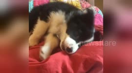 Newsflare Edit - BORDER COLLIE PUPPY ROLLS OFF BED