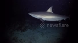 Night diving with sharks on Eleuthera, Bahamas