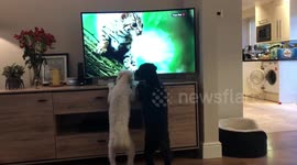 Dogs enjoy watching nature programme featuring a cat