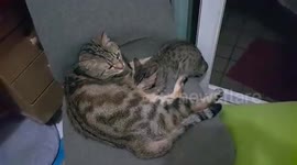 just suck the milk as much as you like..even I am not your mom. I am a male cat.