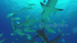 Sharks feeding on a chumsicle