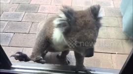 Hands up if you want to live in Australia! Koala knocks on patio door