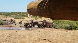 (RAW) Rangers forced to free baby elephant from mud hole