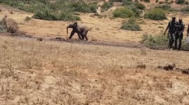 Rangers pull stricken baby elephant from mud hole