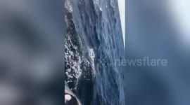 Newsflare Edit - Mako Shark backflipping caught on video