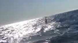 Mako shark does incredible backflip