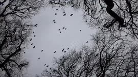 Dark Hedges Crows