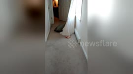 Newsflare Edit - Dad throws a pillow at his daughter