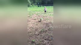 Newsflare Edit - Hound dog Jaxon knocks baby sister down while playing!