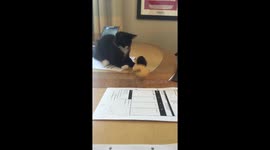 Cute Kitten surprising other kitten from under the desk