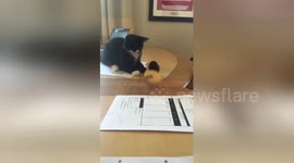 Newsflare Edit - Cute Kitten surprising other kitten from under the desk