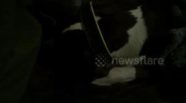 Worst Guard Dog Ever!  Sleeping Bull Terrier refuses to wake up.