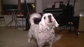 Angry small cute dog