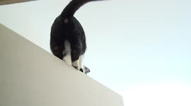 Cute cat on top of door