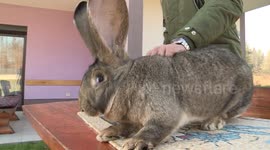 British giant rabbit