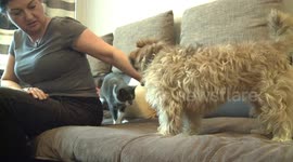 Dogs and cats can be the best friends