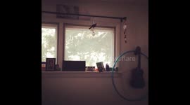 a bird flew in my bedroom window