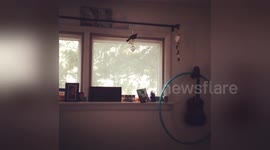 Newsflare Edit - a bird flew in my bedroom window