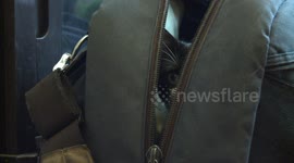 Cat is hidding in the bag