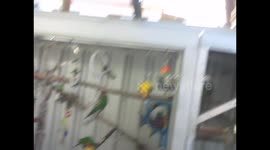 Rainbow lorikeet playing