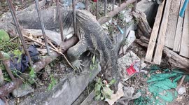 Monitor lizard too big to get through metal railings