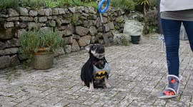 Batman French Bulldog jumping for toy