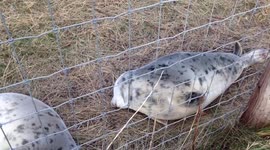Seal noises - Donna Nook, UK