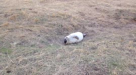 Seal pup at Donna Nook, UK