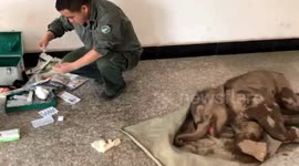 Police in China rescue baby elephant trapped in ditch