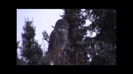 3 Great Gray Owls at Sax Zim Bog Minnesota