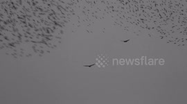 Buzzards hunting starlings in mid air Murmurations