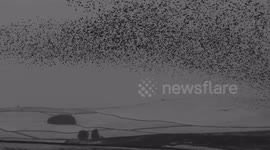 Starling murmuration over snowy Cumbria hills