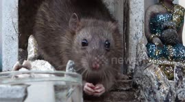 Rat feeding at a spirit house